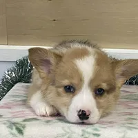 Chaz, a male Pembroke Welsh Corgi for sale in Fennimore, WI – Photo 8 of 9