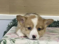 Chaz, a male Pembroke Welsh Corgi for sale in Fennimore, WI – Photo 8 of 9