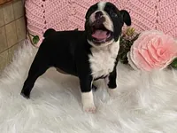 Brianna, a female Boston Terrier for sale in Fennimore, WI – 8 of 10