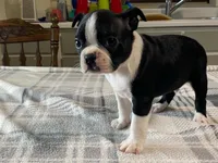 Pepe, a male Boston Terrier for sale in Fennimore, WI – 5 of 10