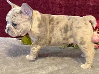 Baxter, a male French Bulldog for sale in Fennimore, WI – 2 of 10