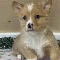 Sammy, a male Pembroke Welsh Corgi for sale in Fennimore, WI – Photo 1 of 10