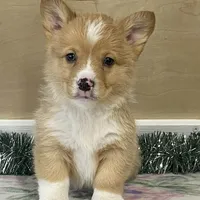 Sammy, a male Pembroke Welsh Corgi for sale in Fennimore, WI – Photo 7 of 10