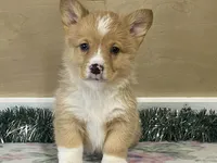 Sammy, a male Pembroke Welsh Corgi for sale in Fennimore, WI – Photo 7 of 10