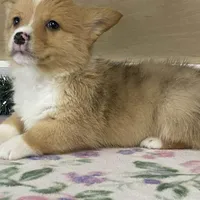 Sammy, a male Pembroke Welsh Corgi for sale in Fennimore, WI – Photo 3 of 10