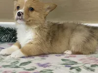 Sammy, a male Pembroke Welsh Corgi for sale in Fennimore, WI – Photo 3 of 10