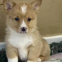 Sammy, a male Pembroke Welsh Corgi for sale in Fennimore, WI – Photo 4 of 10