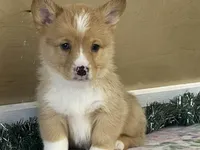 Sammy, a male Pembroke Welsh Corgi for sale in Fennimore, WI – Photo 4 of 10