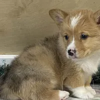 Sammy, a male Pembroke Welsh Corgi for sale in Fennimore, WI – Photo 8 of 10