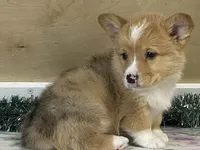Sammy, a male Pembroke Welsh Corgi for sale in Fennimore, WI – Photo 8 of 10