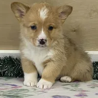 Sammy, a male Pembroke Welsh Corgi for sale in Fennimore, WI – Photo 5 of 10