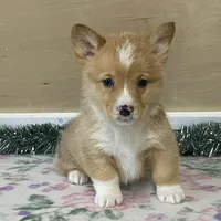Sammy, a male Pembroke Welsh Corgi for sale in Fennimore, WI – Photo 6 of 10