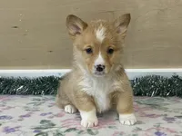 Sammy, a male Pembroke Welsh Corgi for sale in Fennimore, WI – Photo 6 of 10