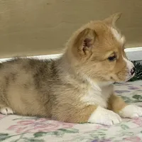 Sammy, a male Pembroke Welsh Corgi for sale in Fennimore, WI – Photo 2 of 10