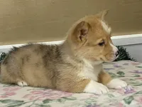 Sammy, a male Pembroke Welsh Corgi for sale in Fennimore, WI – Photo 2 of 10