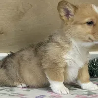 Sammy, a male Pembroke Welsh Corgi for sale in Fennimore, WI – Photo 10 of 10