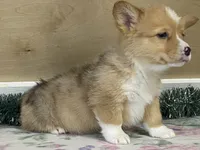 Sammy, a male Pembroke Welsh Corgi for sale in Fennimore, WI – Photo 10 of 10