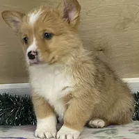 Sammy, a male Pembroke Welsh Corgi for sale in Fennimore, WI – Photo 9 of 10