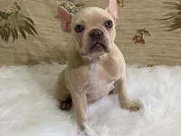 Zasha, a female Frenchton for sale in Fennimore, WI – 9 of 9