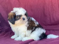 Buster, a male Shih Tzu for sale in Fennimore, WI – 3 of 10