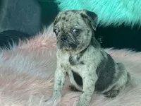 Speckles, a female Pug for sale in Fennimore, WI – 4 of 9