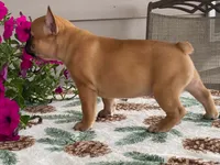 Bubbles, a female French Bulldog for sale in Fennimore, WI – 3 of 10