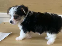 Princess, a female Morkie for sale in Fennimore, WI – 2 of 10