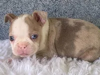 Sammy, a male Frenchton for sale in Fennimore, WI – 3 of 10