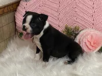 Blaze, a male Boston Terrier for sale in Fennimore, WI – 9 of 9