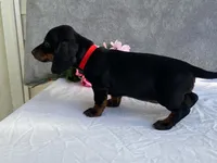 April, a female Dachshund for sale in Fennimore, WI – 7 of 9