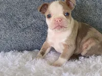 Sammy, a male Frenchton for sale in Fennimore, WI – 7 of 10