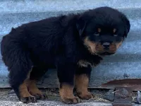 Groucho, a male Rottweiler for sale in Fennimore, WI – 4 of 10