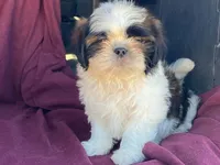 Buster, a male Shih Tzu for sale in Fennimore, WI – 10 of 10