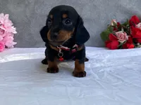 May, a female Dachshund for sale in Fennimore, WI – 4 of 9