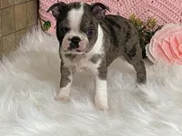 Barbie, a female Boston Terrier for sale in Fennimore, WI – 9 of 10