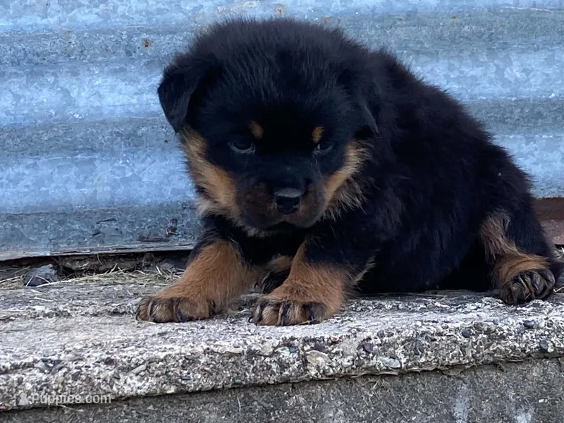 Taffy – Rottweiler puppy for sale in Fennimore, WI