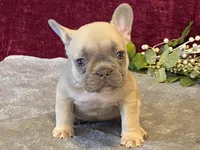 Fanny, a female French Bulldog for sale in Fennimore, WI – 3 of 10
