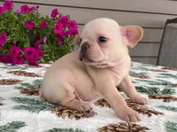 silver, a male French Bulldog for sale in Fennimore, WI – 7 of 10