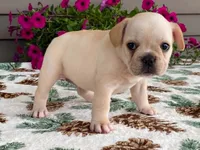 Sunshine, a female French Bulldog for sale in Fennimore, WI – 6 of 9