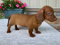 Starburst, a female Dachshund for sale in Fennimore, WI – 7 of 10