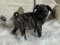 Victor, a male Pug for sale in Fennimore, WI – 7 of 10