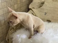 Zasha, a female Frenchton for sale in Fennimore, WI – 2 of 9