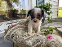 Pepsi, a male Cavapoo for sale in Fennimore, WI – 5 of 10