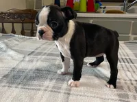 Daisy, a female Boston Terrier for sale in Fennimore, WI – 8 of 10