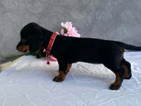 May, a female Dachshund for sale in Fennimore, WI – 3 of 9