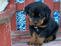 Chopper, a male Rottweiler for sale in Fennimore, WI – 3 of 10