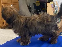 Ribbins, a female Shih Tzu for sale in Fennimore, WI – 6 of 10