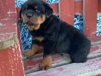 Fido, a male Rottweiler for sale in Fennimore, WI – 4 of 10