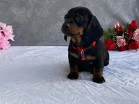 April, a female Dachshund for sale in Fennimore, WI – 6 of 9