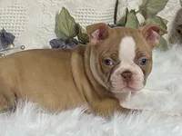 Yori, a male Boston Terrier for sale in Fennimore, WI – 9 of 10